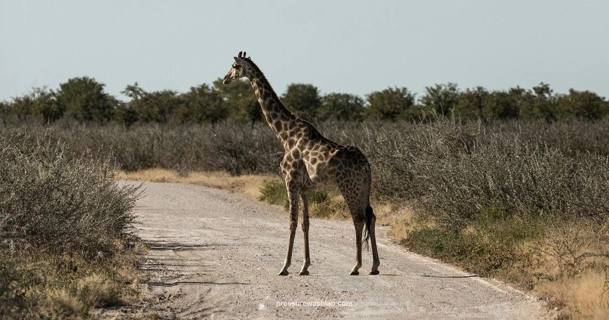 Giraffe Tool Review - Pressure Wash Lab