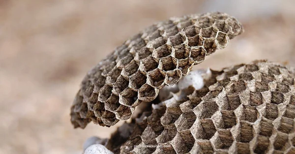 Wasps & Water Safety - Pressure Wash Lab
