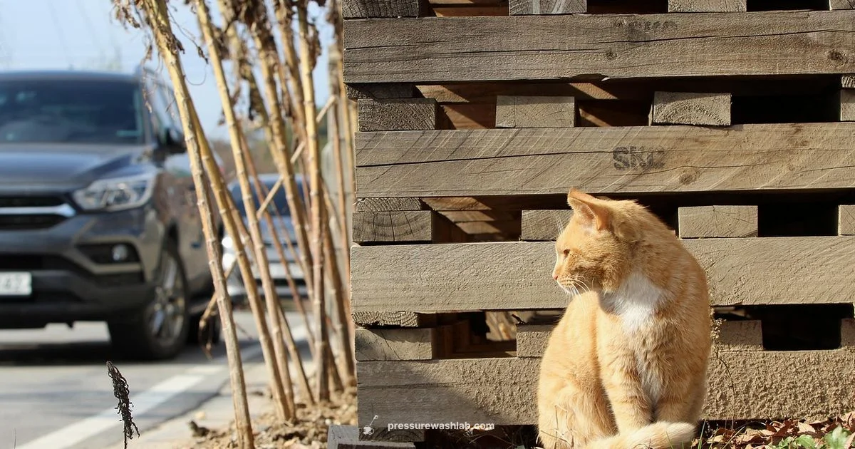 Cat 2200 PSI Cat 2200 PSI - Pressure Wash Lab