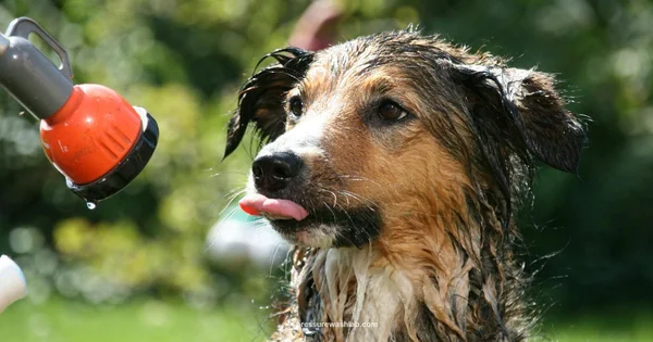 Vinyl Siding Wash - Pressure Wash Lab