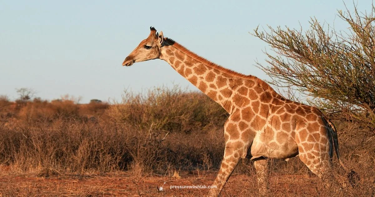 Giraffe Power Washer - Pressure Wash Lab