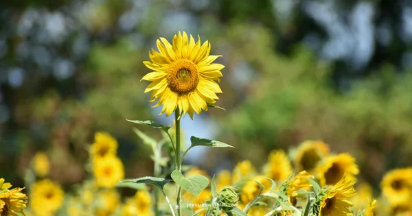 Knoxville Washer Guide - Pressure Wash Lab