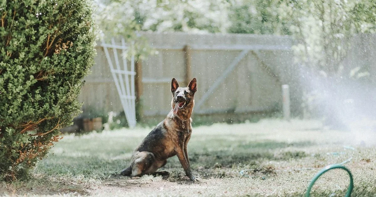 Husky 1650 Overview - Pressure Wash Lab
